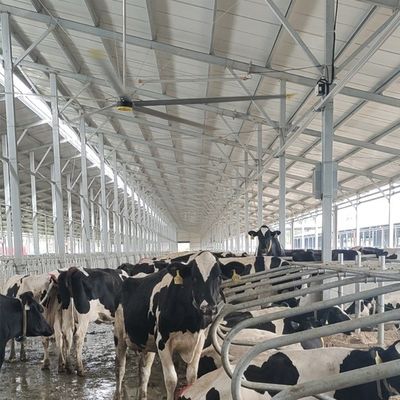 Un buon prezzo. 6Ventilatore industriale di soffitto da 20 piedi con lame in lega di alluminio e magnesio da 6 pezzi in linea